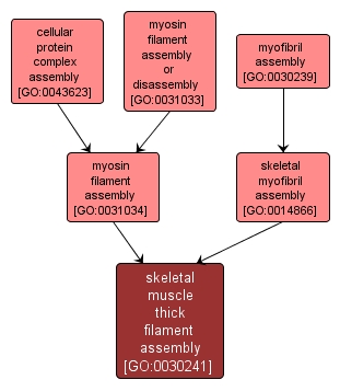 GO:0030241 - skeletal muscle thick filament assembly (interactive image map)