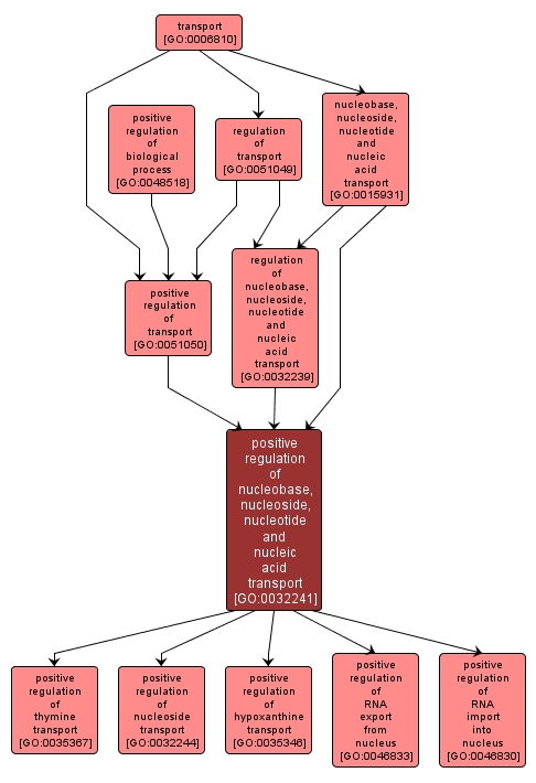 GO:0032241 - positive regulation of nucleobase, nucleoside, nucleotide and nucleic acid transport (interactive image map)
