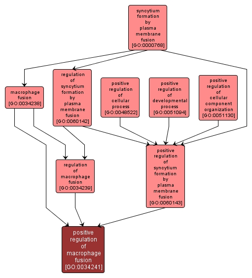 GO:0034241 - positive regulation of macrophage fusion (interactive image map)