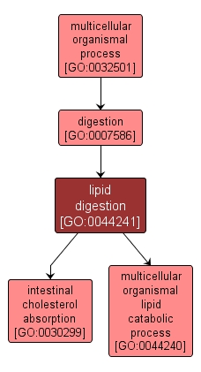 GO:0044241 - lipid digestion (interactive image map)