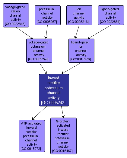 GO:0005242 - inward rectifier potassium channel activity (interactive image map)