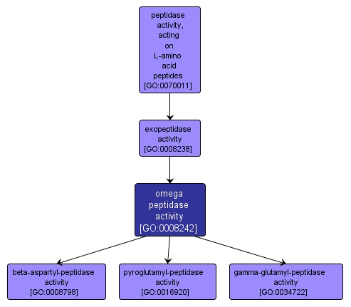 GO:0008242 - omega peptidase activity (interactive image map)