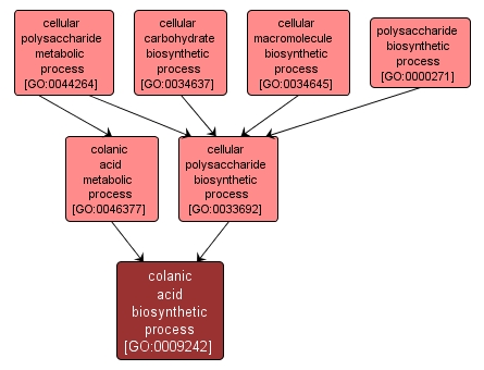 GO:0009242 - colanic acid biosynthetic process (interactive image map)