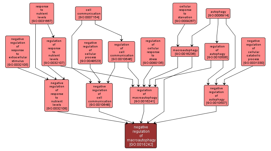 GO:0016242 - negative regulation of macroautophagy (interactive image map)