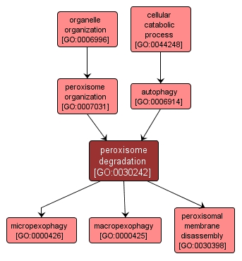 GO:0030242 - peroxisome degradation (interactive image map)