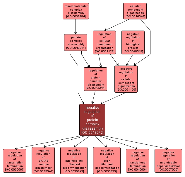 GO:0043242 - negative regulation of protein complex disassembly (interactive image map)