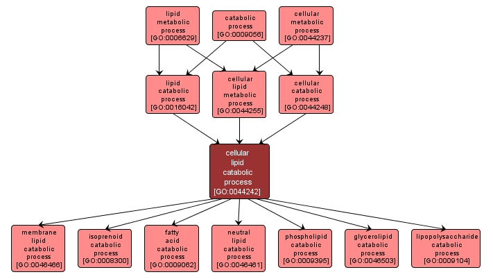 GO:0044242 - cellular lipid catabolic process (interactive image map)