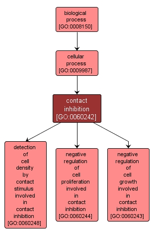 GO:0060242 - contact inhibition (interactive image map)