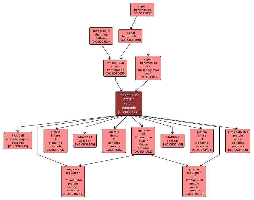 GO:0007243 - intracellular protein kinase cascade (interactive image map)