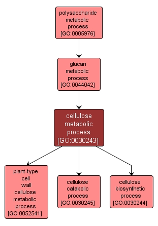 GO:0030243 - cellulose metabolic process (interactive image map)