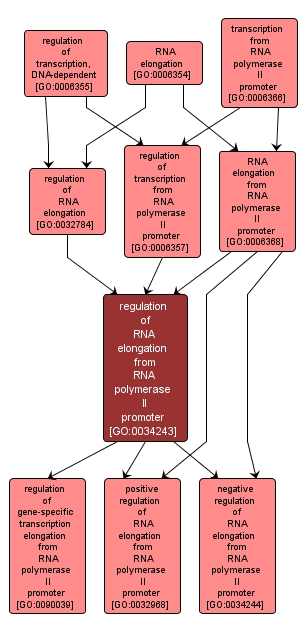 GO:0034243 - regulation of RNA elongation from RNA polymerase II promoter (interactive image map)