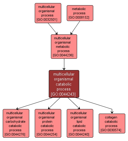 GO:0044243 - multicellular organismal catabolic process (interactive image map)