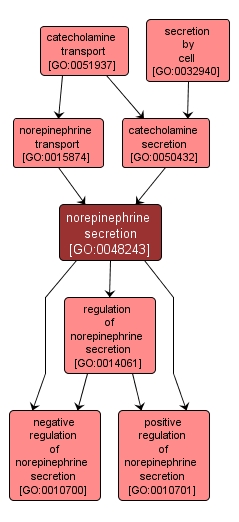 GO:0048243 - norepinephrine secretion (interactive image map)