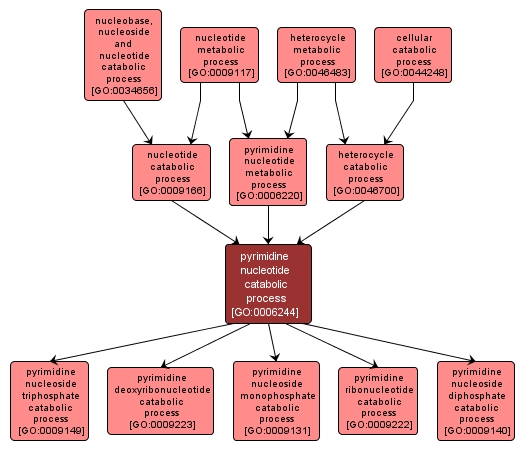 GO:0006244 - pyrimidine nucleotide catabolic process (interactive image map)