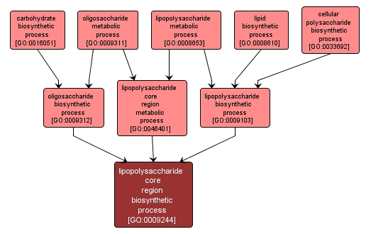 GO:0009244 - lipopolysaccharide core region biosynthetic process (interactive image map)