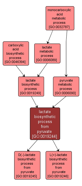 GO:0019244 - lactate biosynthetic process from pyruvate (interactive image map)