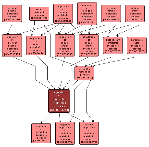GO:0033244 - regulation of penicillin metabolic process (interactive image map)