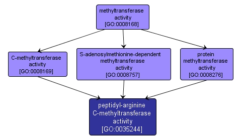 GO:0035244 - peptidyl-arginine C-methyltransferase activity (interactive image map)