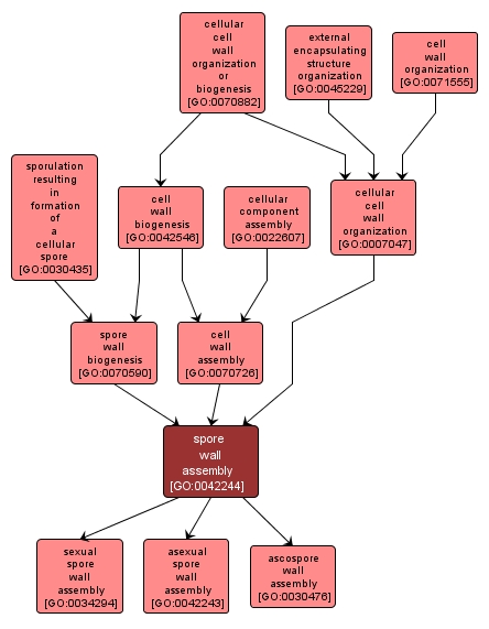GO:0042244 - spore wall assembly (interactive image map)