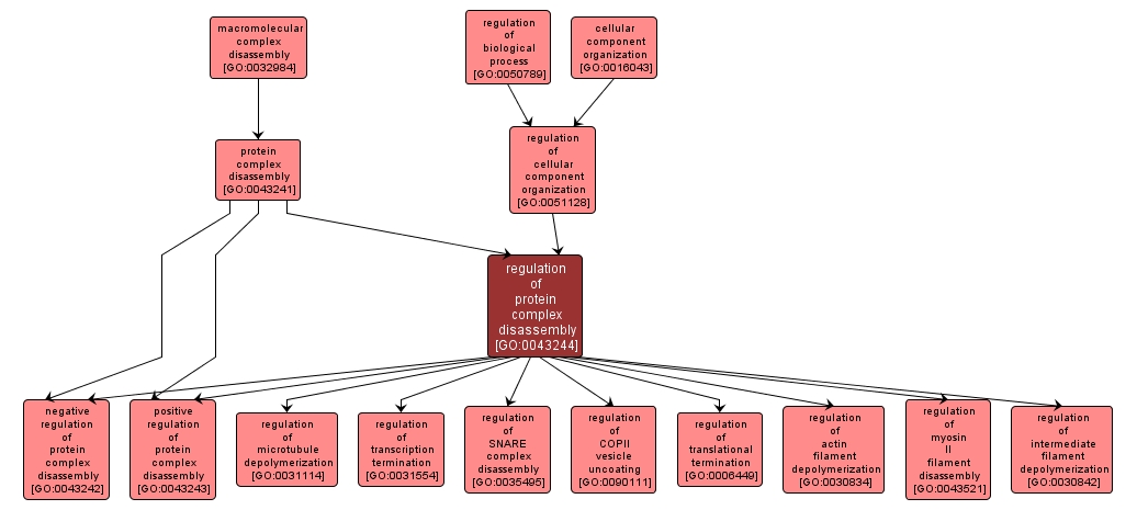 GO:0043244 - regulation of protein complex disassembly (interactive image map)