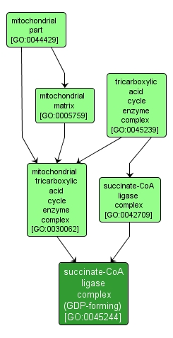 GO:0045244 - succinate-CoA ligase complex (GDP-forming) (interactive image map)