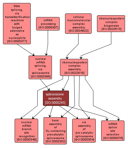 GO:0000245 - spliceosome assembly (interactive image map)