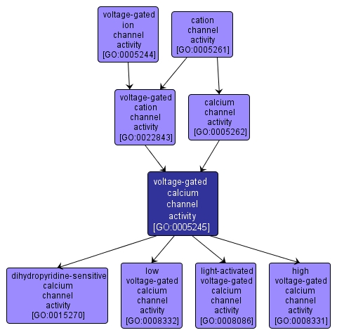 GO:0005245 - voltage-gated calcium channel activity (interactive image map)