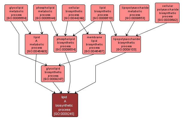 GO:0009245 - lipid A biosynthetic process (interactive image map)