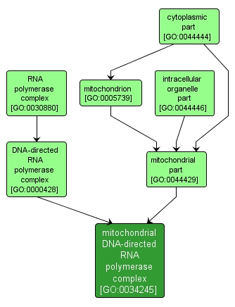 GO:0034245 - mitochondrial DNA-directed RNA polymerase complex (interactive image map)