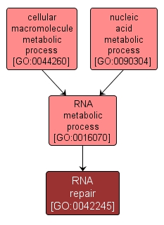 GO:0042245 - RNA repair (interactive image map)
