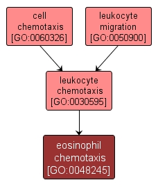 GO:0048245 - eosinophil chemotaxis (interactive image map)