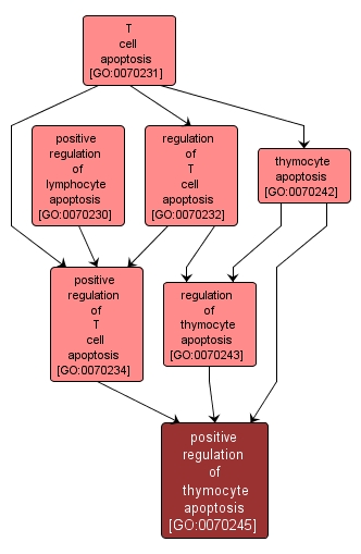 GO:0070245 - positive regulation of thymocyte apoptosis (interactive image map)