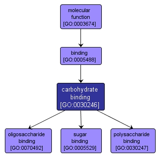 GO:0030246 - carbohydrate binding (interactive image map)