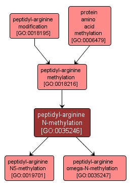 GO:0035246 - peptidyl-arginine N-methylation (interactive image map)