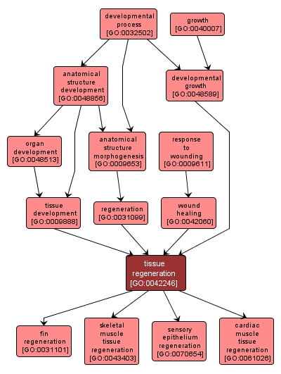 GO:0042246 - tissue regeneration (interactive image map)