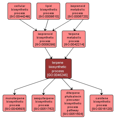 GO:0046246 - terpene biosynthetic process (interactive image map)