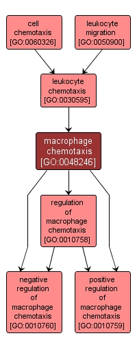 GO:0048246 - macrophage chemotaxis (interactive image map)