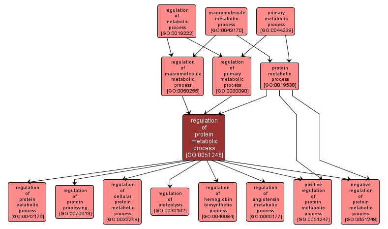 GO:0051246 - regulation of protein metabolic process (interactive image map)