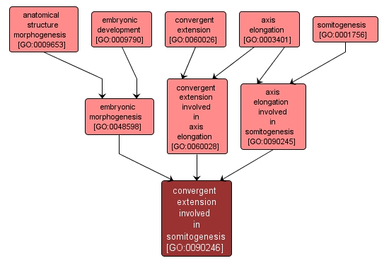GO:0090246 - convergent extension involved in somitogenesis (interactive image map)