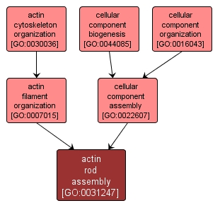 GO:0031247 - actin rod assembly (interactive image map)