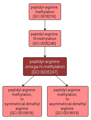 GO:0035247 - peptidyl-arginine omega-N-methylation (interactive image map)