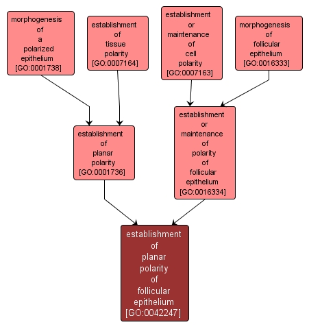 GO:0042247 - establishment of planar polarity of follicular epithelium (interactive image map)