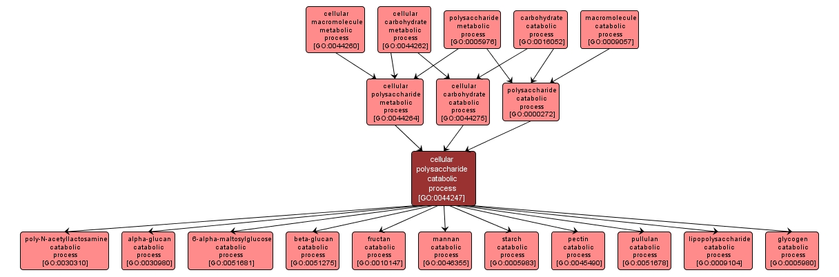 GO:0044247 - cellular polysaccharide catabolic process (interactive image map)