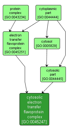 GO:0045247 - cytosolic electron transfer flavoprotein complex (interactive image map)