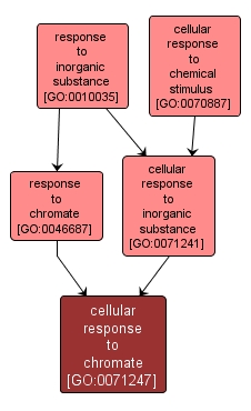 GO:0071247 - cellular response to chromate (interactive image map)