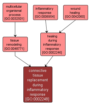 GO:0002248 - connective tissue replacement during inflammatory response (interactive image map)