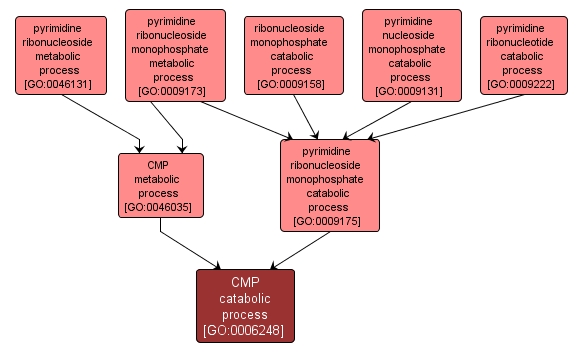 GO:0006248 - CMP catabolic process (interactive image map)
