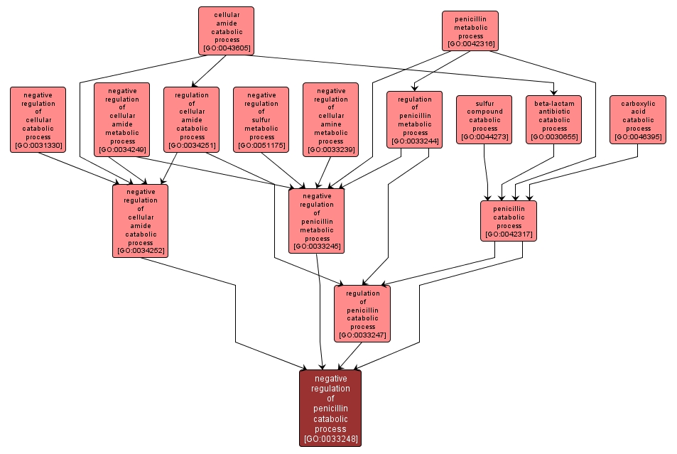 GO:0033248 - negative regulation of penicillin catabolic process (interactive image map)