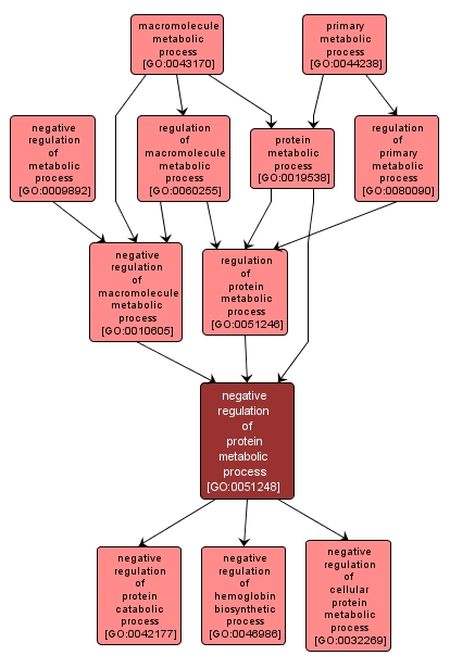 GO:0051248 - negative regulation of protein metabolic process (interactive image map)