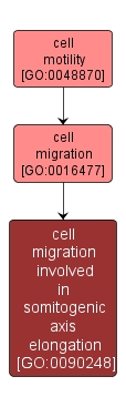 GO:0090248 - cell migration involved in somitogenic axis elongation (interactive image map)